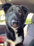 FOUND DOG
