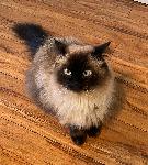 LOST CAT OLIVER