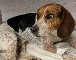 FOUND BEAGLE - UPLAND