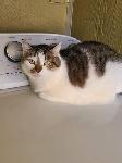 Found cat in carrier