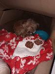 SCARED PUP WHO WANTS TO GO HOME