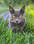 LOST CAT