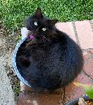Missing CAT