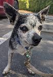 Lost older male chihuahua found on Moreno Street