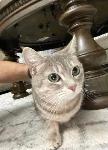 Lost Grey and White Cat