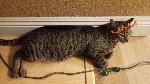 Miss gray stripped cat