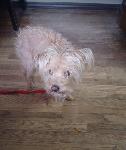 FOUND DOG - GLENDORA