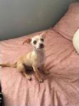 Lost Dog: Niko