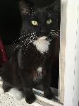 Missing Cat!