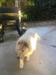 FOUND DOG - CHINO HILLS