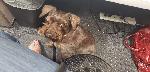 Found Dog - Chino Hills/Pomona