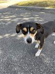 Found Doggy