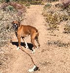 LOST BOXER