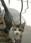 Found Grey and White Cat