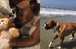 LOST BOXER - ONTARIO