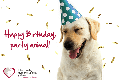 eCard - 02 - Birthday Dog
