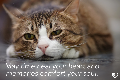 eCard - 07 - Sympathy Cat
